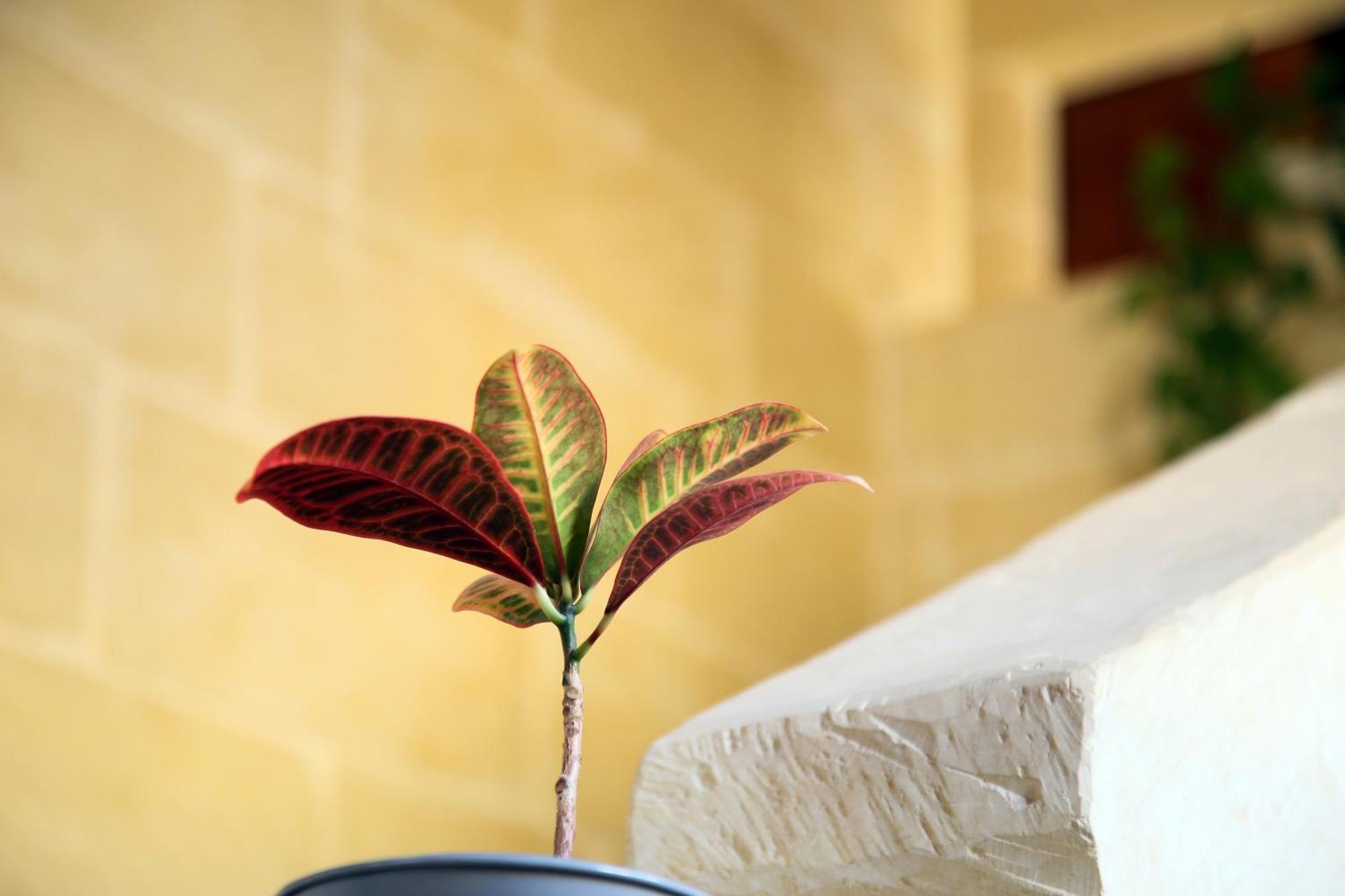 A La Maison B&B Xagħra Dış mekan fotoğraf